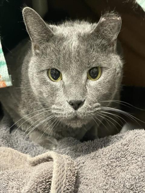 Enlarge JOHN, a Adoptable Domestic Short Hair in Derwood, MD image 1/1