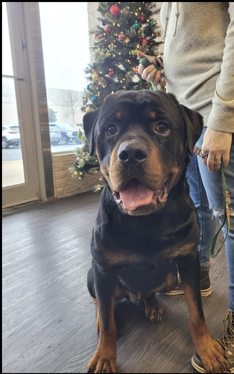 Boss, Adopted, Young Male Rottweiler.