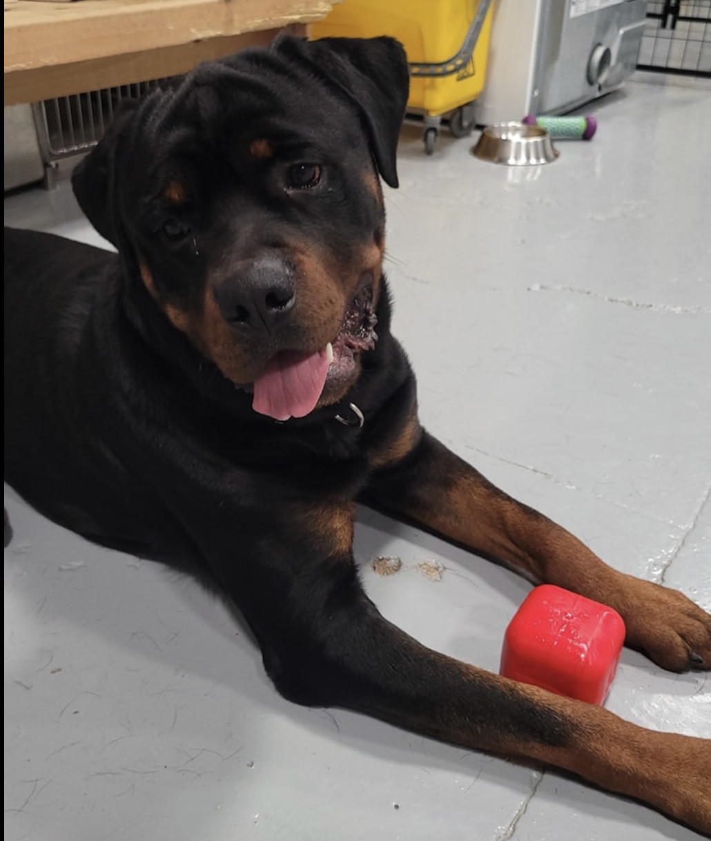 Enlarge Boss, a Adopted Rottweiler in Silver Spring, MD image 2/4