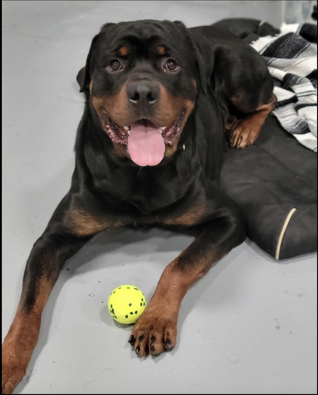 Enlarge Boss, a Adopted Rottweiler in Silver Spring, MD image 4/4