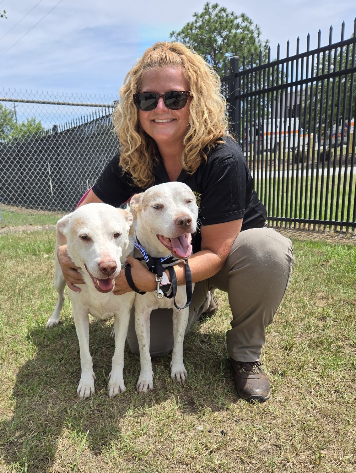 Boston and Cash (Lab mixes who need foster homes!), Adult Male Labrador Retriever