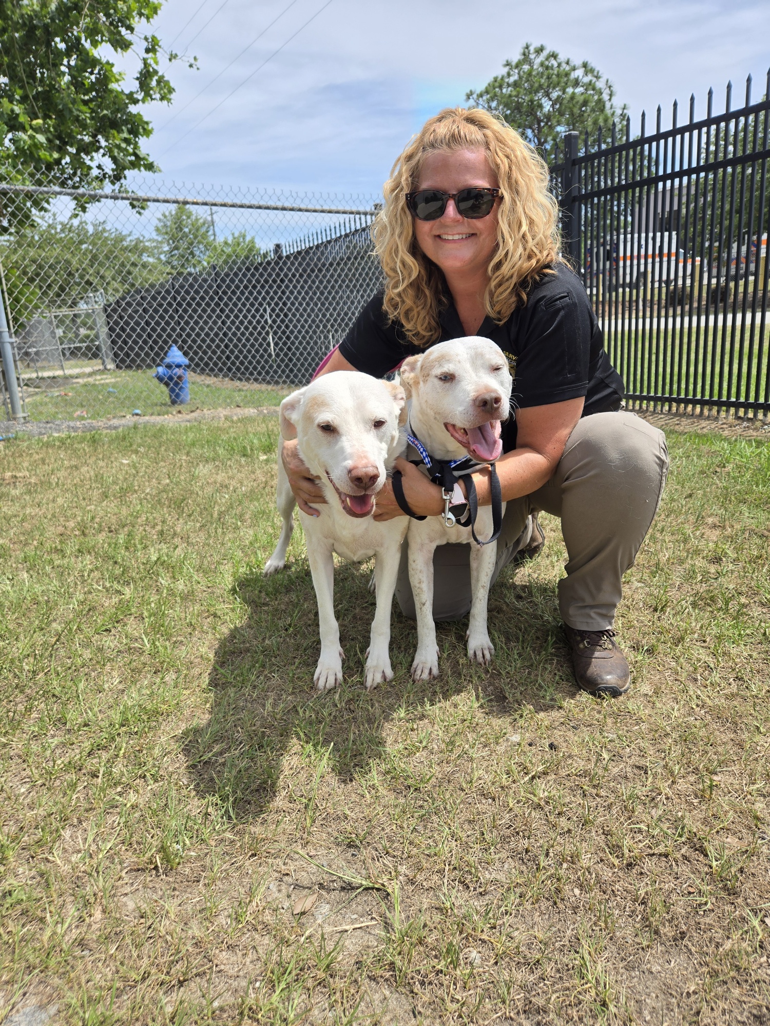 Boston and Cash (Lab mixes who need foster homes!) photo 4