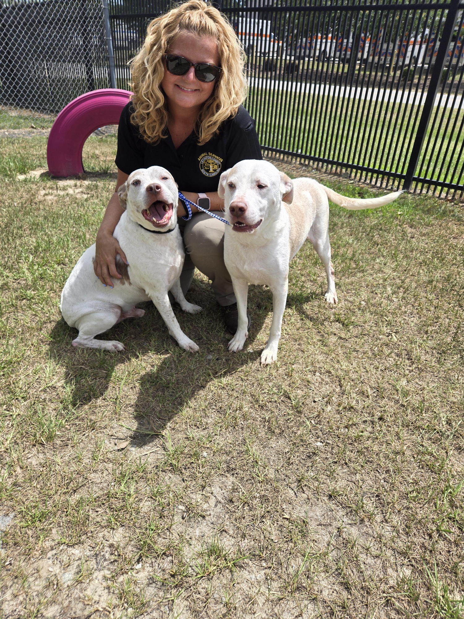 Boston and Cash (Lab mixes who need foster homes!) photo 3