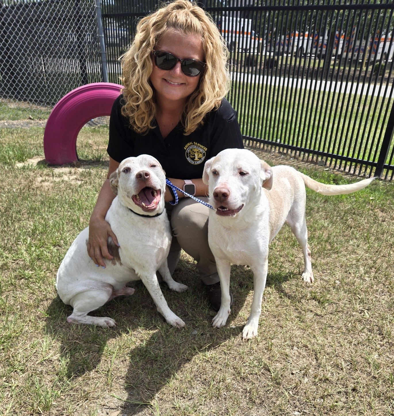 Boston and Cash (Lab mixes who need foster homes!) photo 2