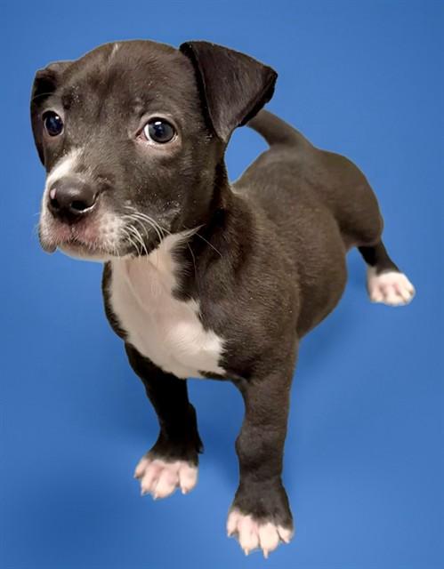 MUNCHKIN, Adoptable, Puppy Male Labrador Retriever & Mixed Breed.