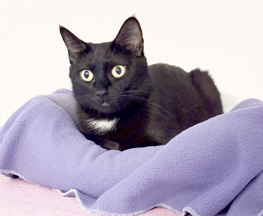 Enlarge SABLE, a Adoptable Domestic Short Hair in Sequim, WA image 3/5