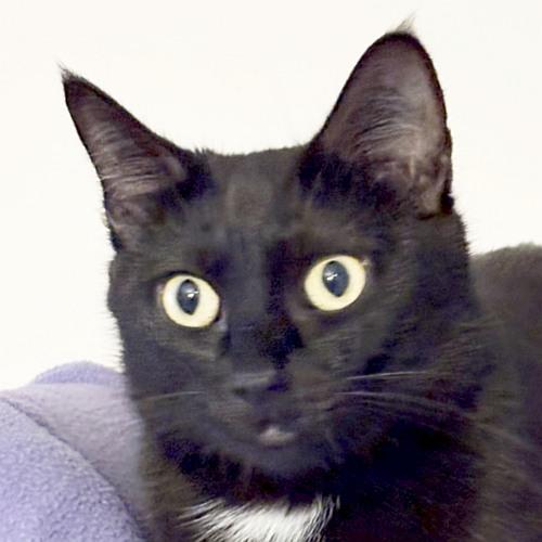 SABLE, Adoptable, Young Female Domestic Short Hair.