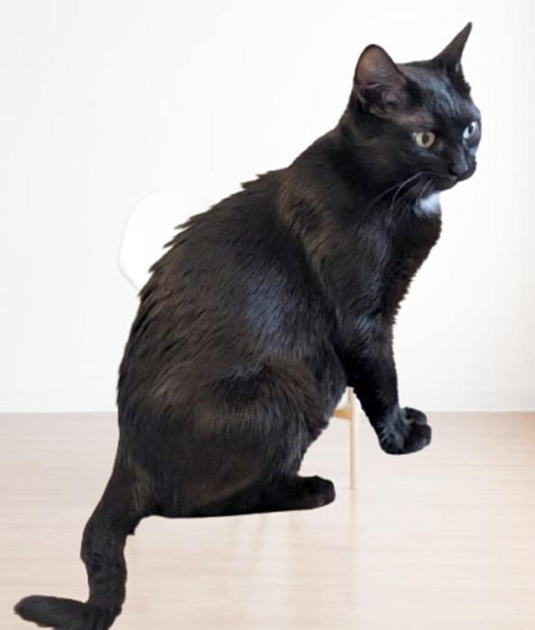 Enlarge SABLE, a Adoptable Domestic Short Hair in Sequim, WA image 2/5