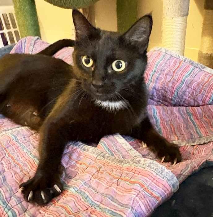 Enlarge SABLE, a Adoptable Domestic Short Hair in Sequim, WA image 4/5