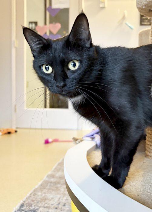 Enlarge SABLE, a Adoptable Domestic Short Hair in Sequim, WA image 5/5