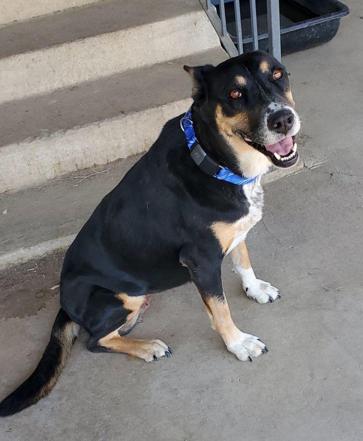 Cotton, Adopted, Adult Female German Shepherd Dog.