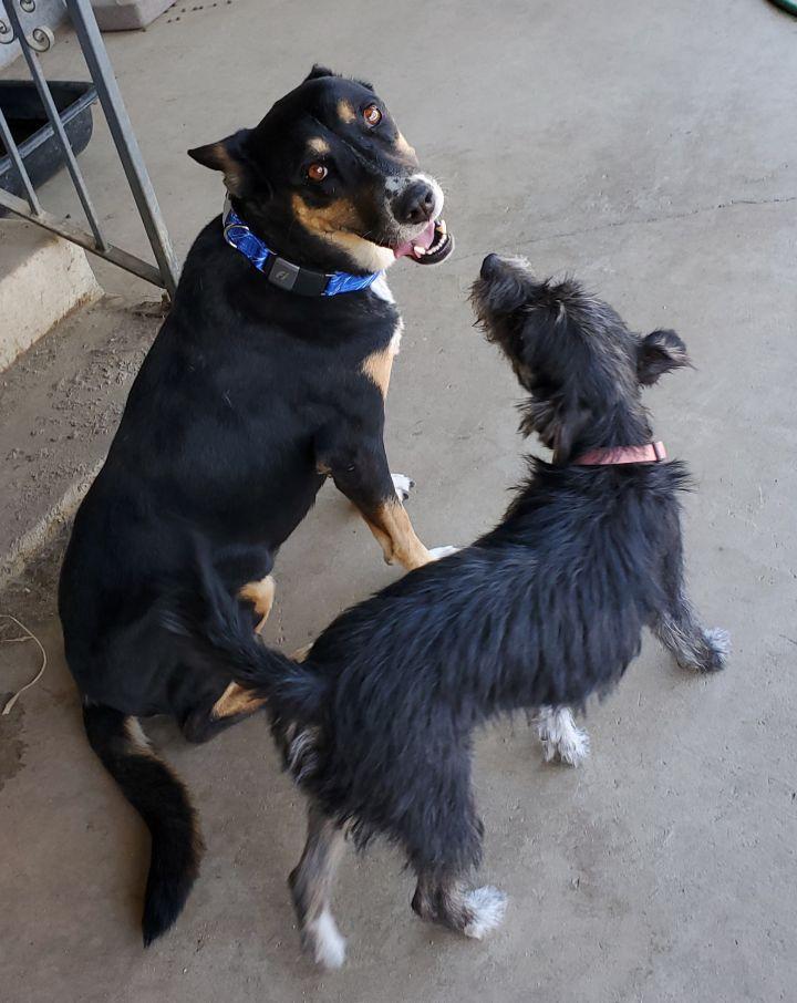 Enlarge Cotton, a Adopted mixed breed in Bakersfield, CA image 4/6