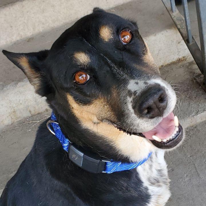 Enlarge Cotton, a Adopted mixed breed in Bakersfield, CA image 6/6