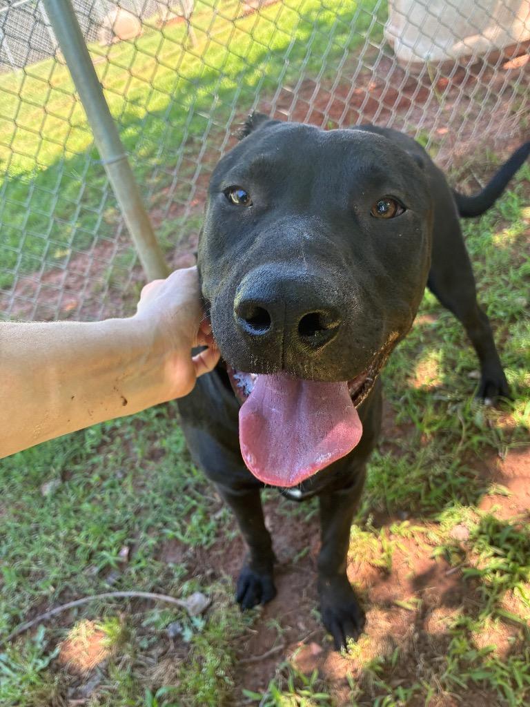 Squid, Adopted, Young Male Labrador Retriever.