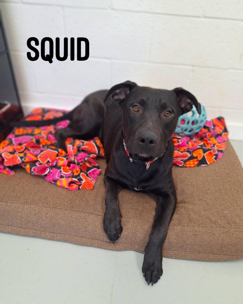 Squid, a Adopted Labrador Retriever in Noble, OK image 2/3