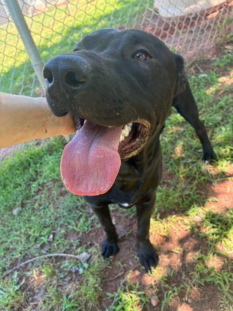 Squid, a Adopted Labrador Retriever in Noble, OK image 3/3