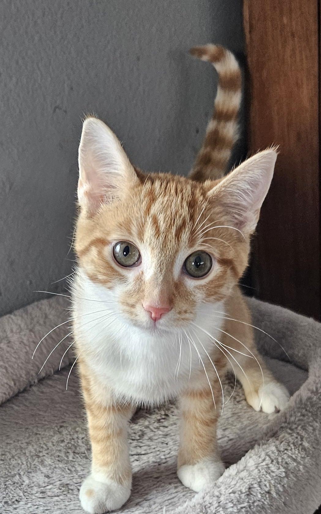 Croissant, Adoptable, Young Male Domestic Short Hair.