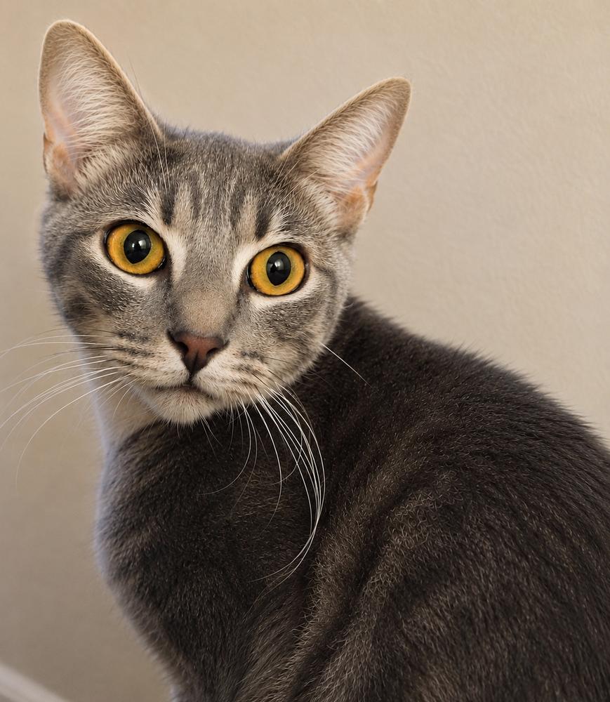 Enlarge Betsy, a Adoptable mixed breed in Calimesa, CA image 1/1