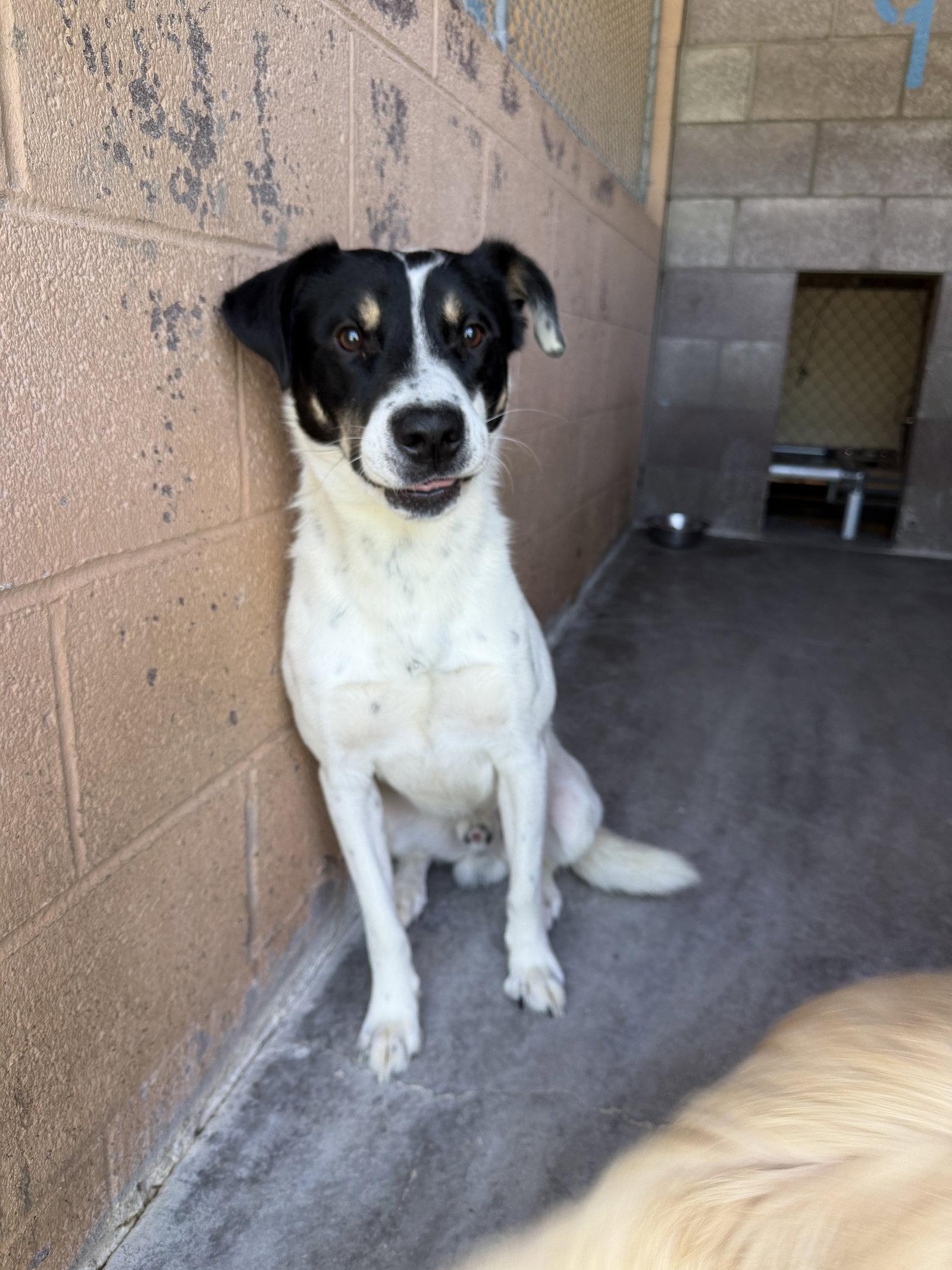 Edmond, Adoptable, Young Male Border Collie.