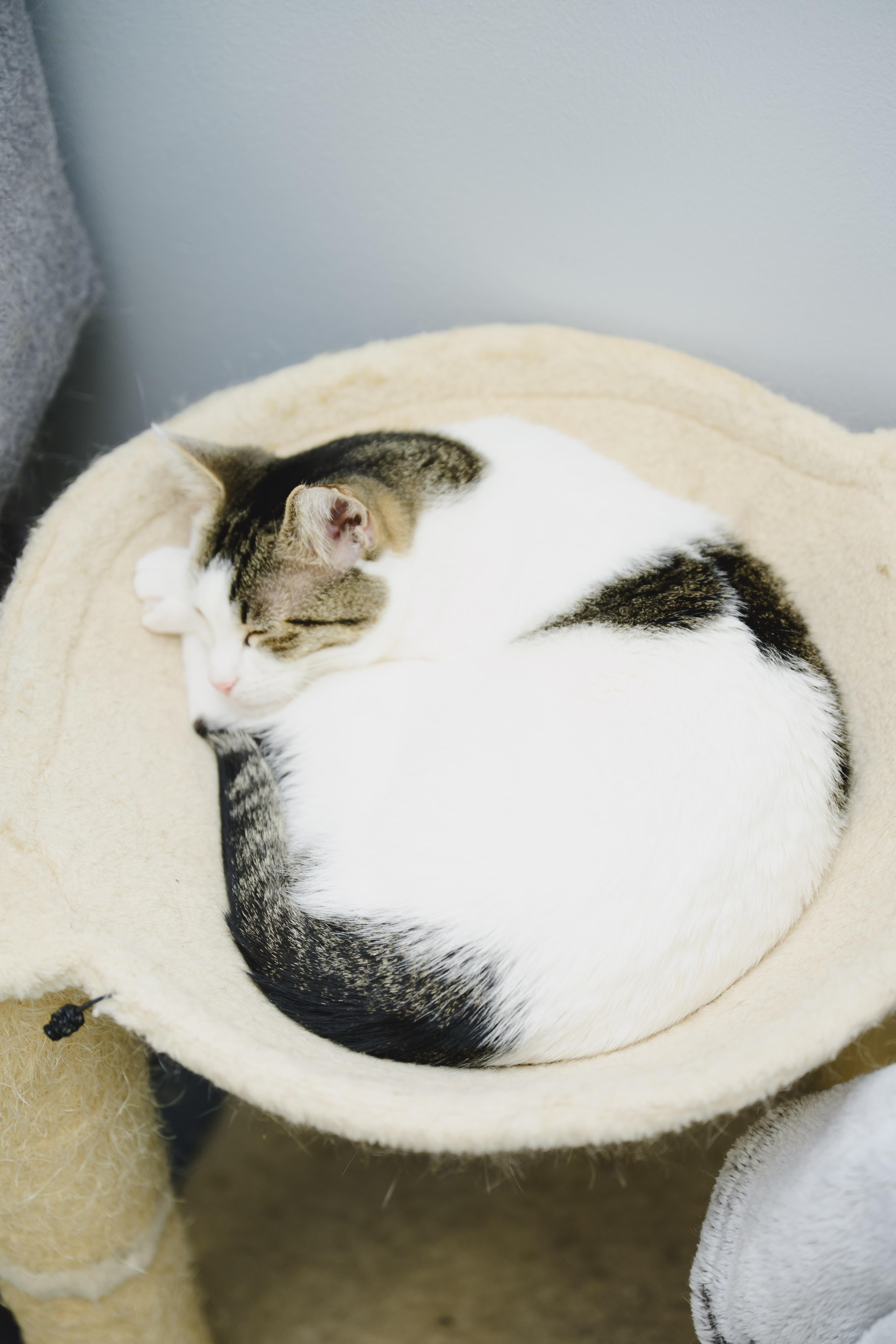 Maka, Adoptable, Adult Male Domestic Short Hair.