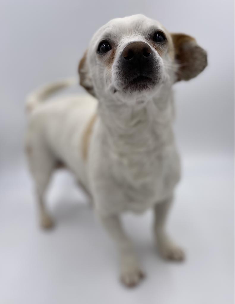 Doofas, Adoptable, Adult Male Mixed Breed.
