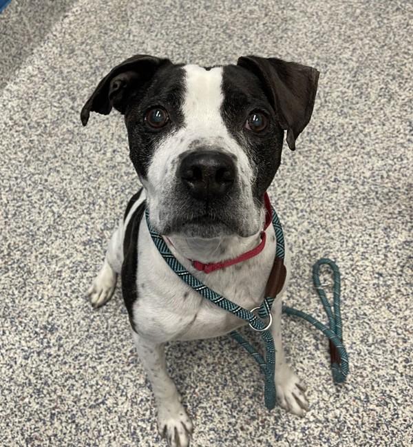 Enlarge Zeus, a Adoptable mixed breed in Golden, CO image 2/2