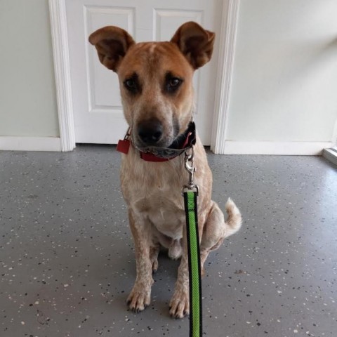 Moby, an adoptable Cattle Dog in Shorter, AL, 36075 | Photo Image 1