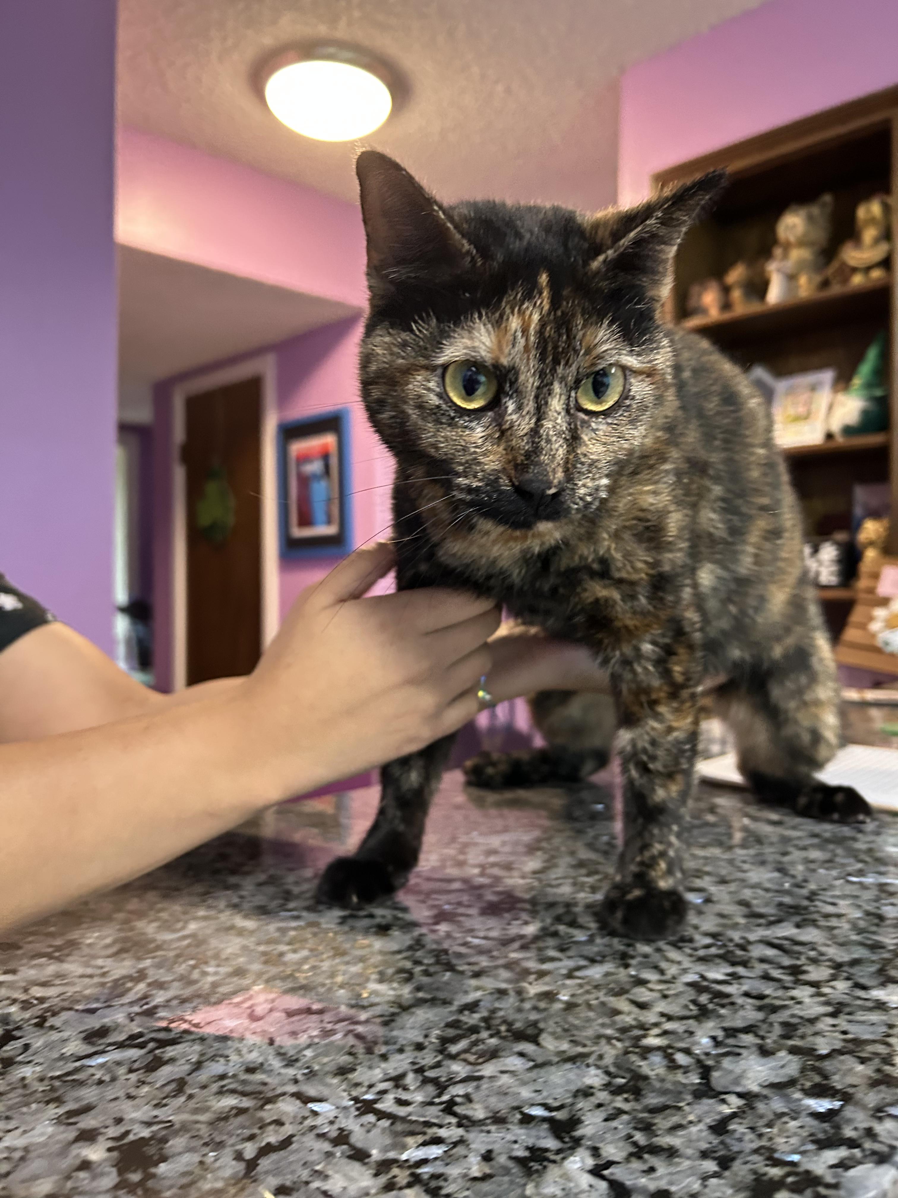 Enlarge Cali, a Adoptable mixed breed in Houston, TX image 2/3