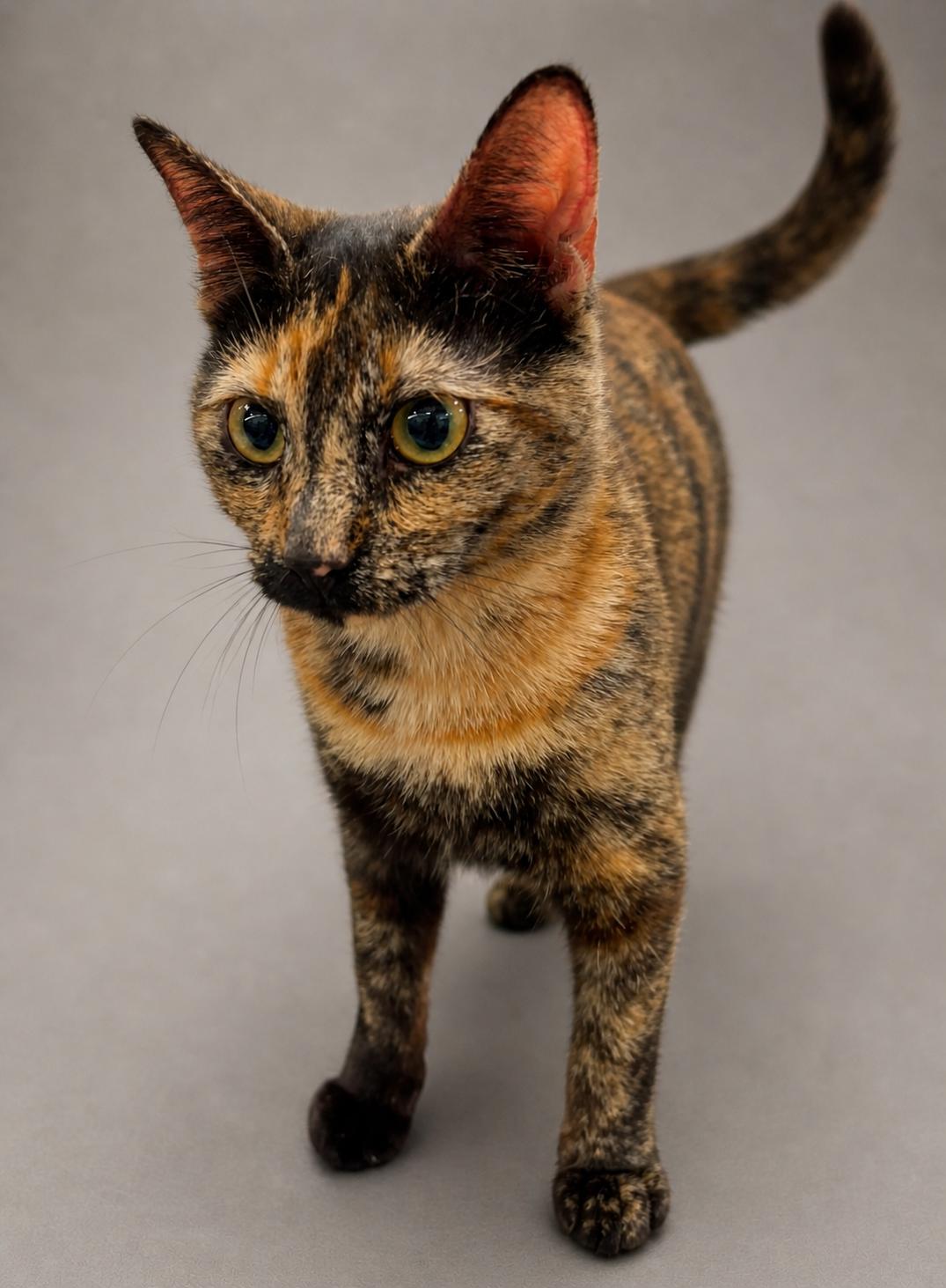 Cali, a Adoptable mixed breed in Houston, TX image 4/5