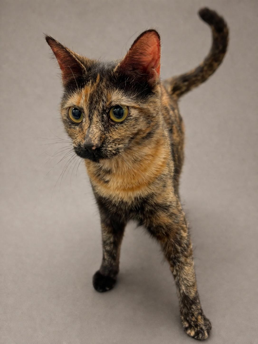 Cali, a Adoptable mixed breed in Houston, TX image 5/5