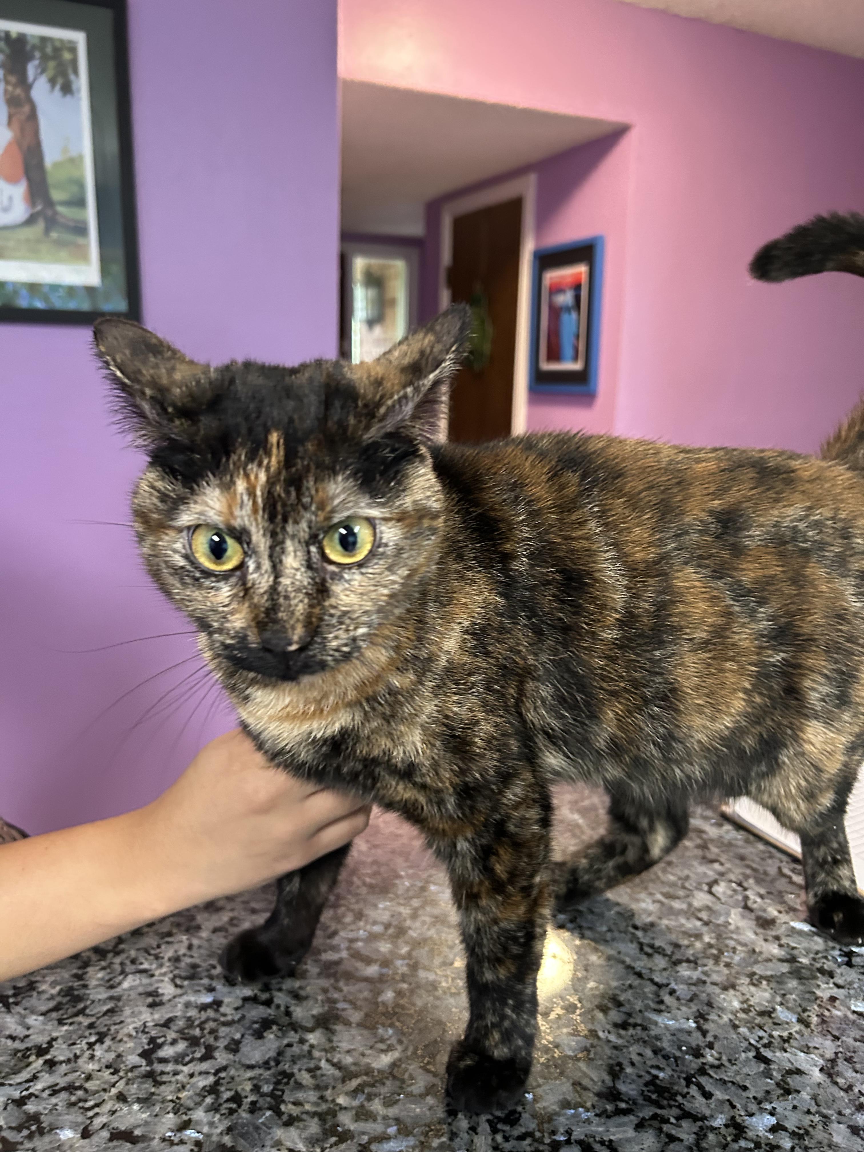Enlarge Cali, a Adoptable mixed breed in Houston, TX image 1/3