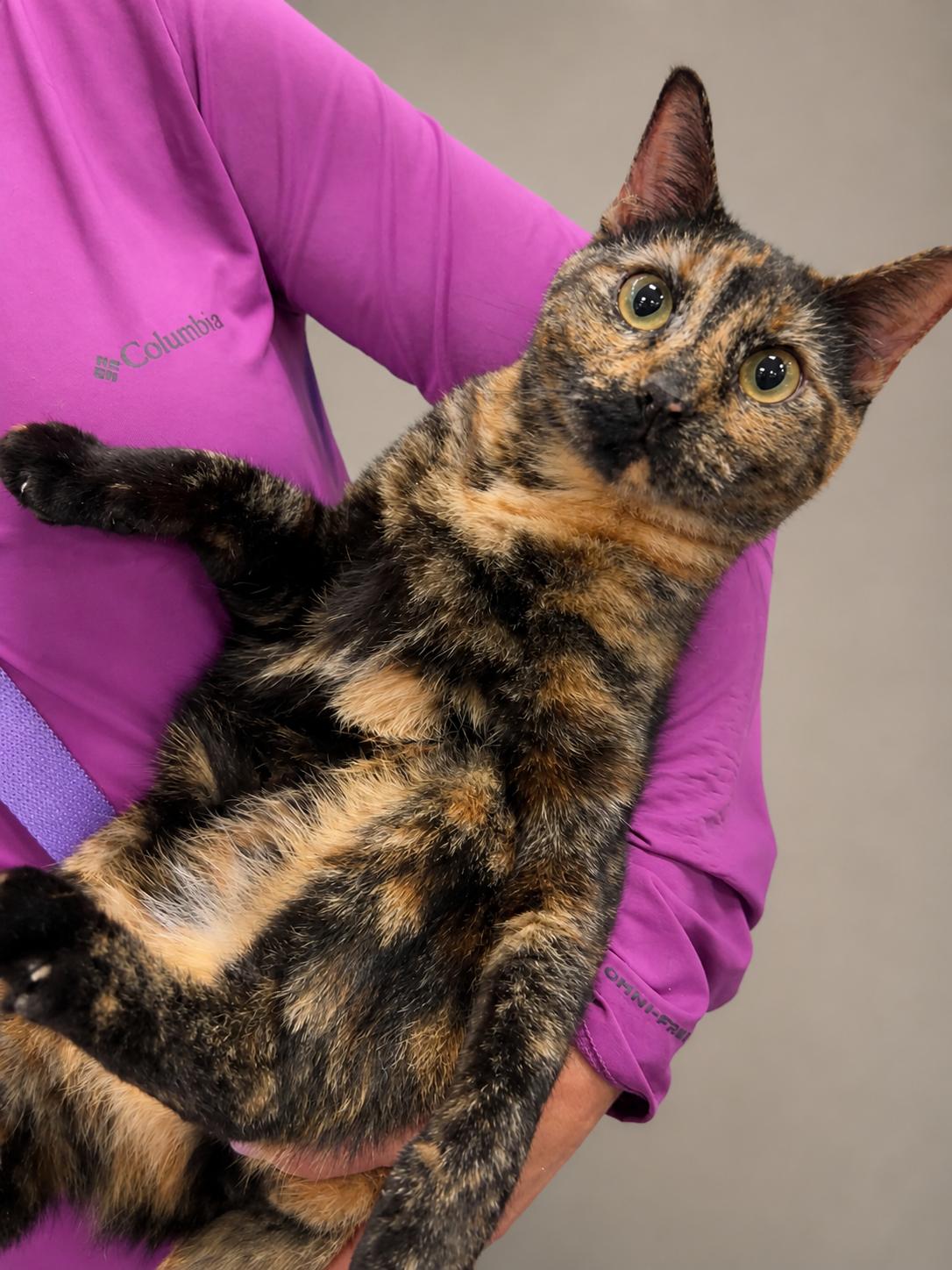 Cali, a Adoptable mixed breed in Houston, TX image 3/5