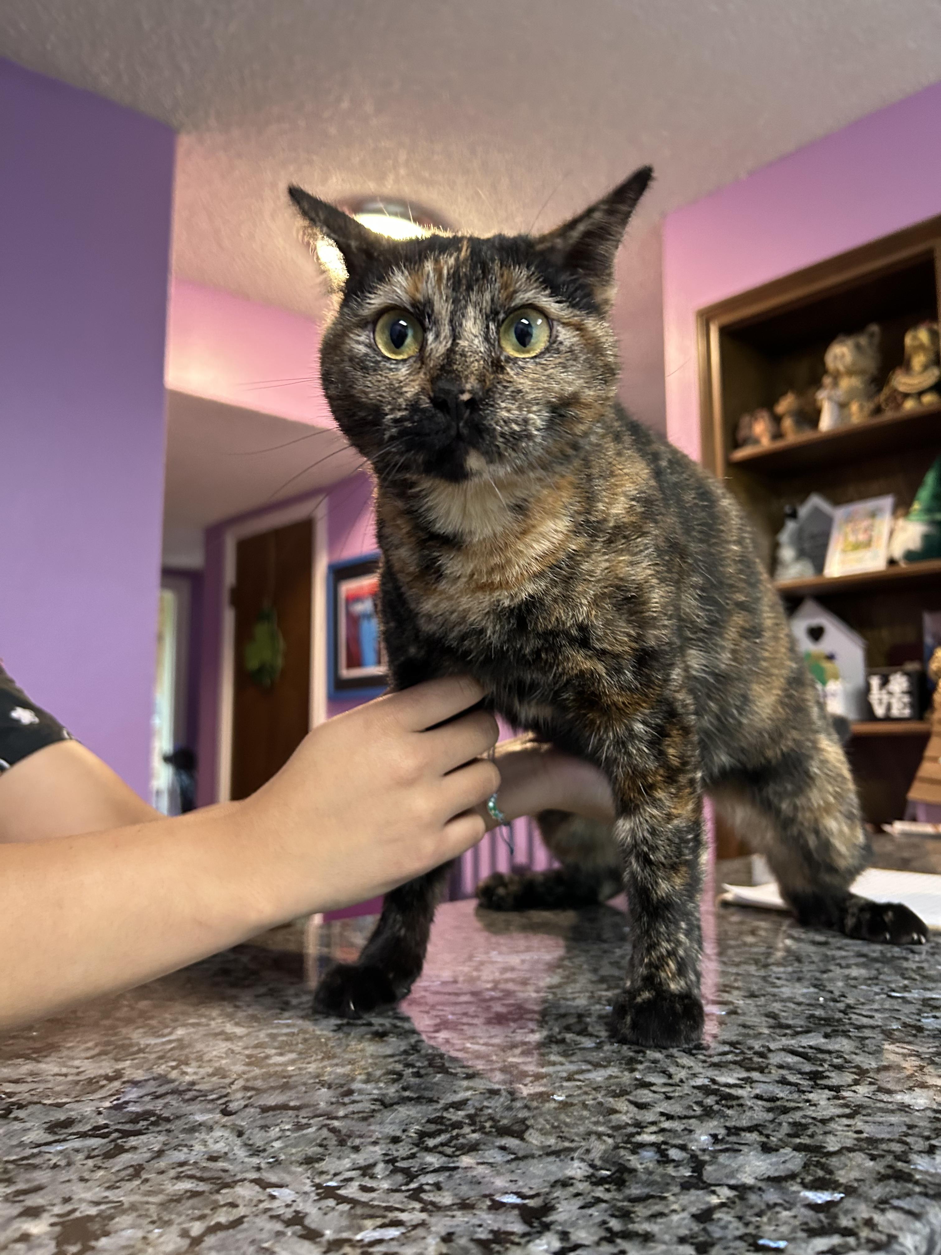 Enlarge Cali, a Adoptable mixed breed in Houston, TX image 3/3