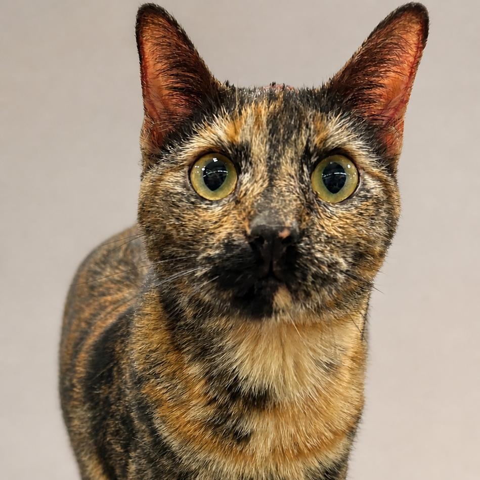 Cali, Adoptable, Young Female Tortoiseshell & Domestic Short Hair.