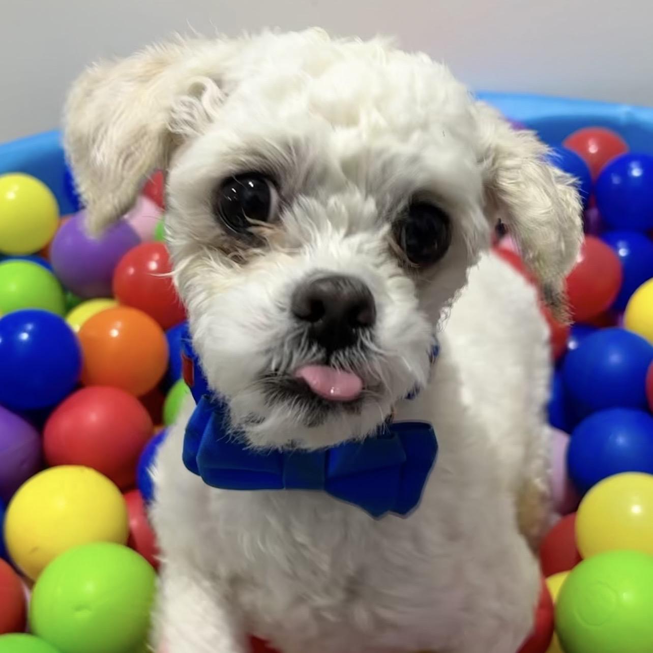 Enlarge Atlas, an adopted mixed breed in Edgewood, MD image 2/6