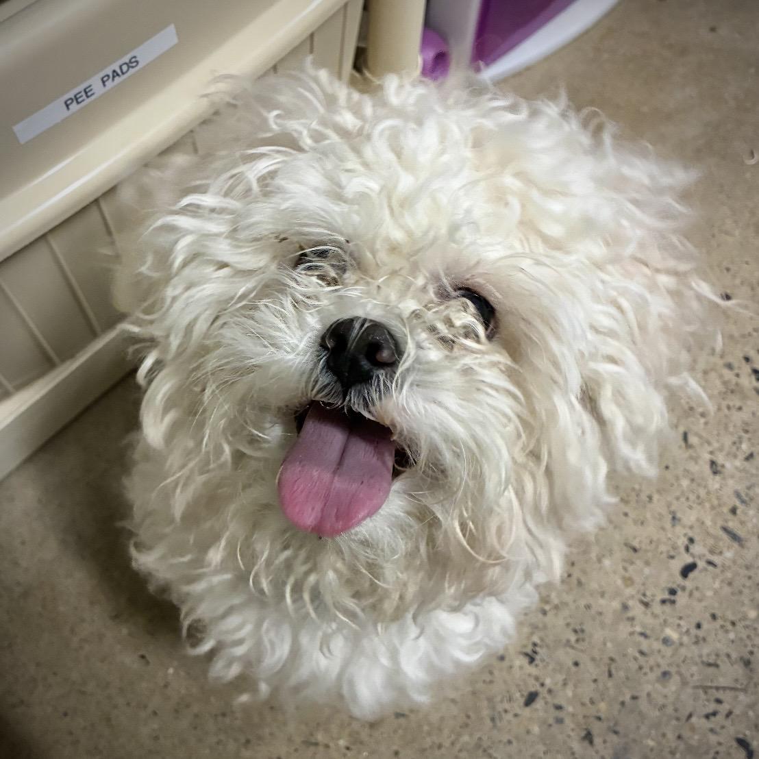 Enlarge Atlas, an adopted mixed breed in Edgewood, MD image 6/6