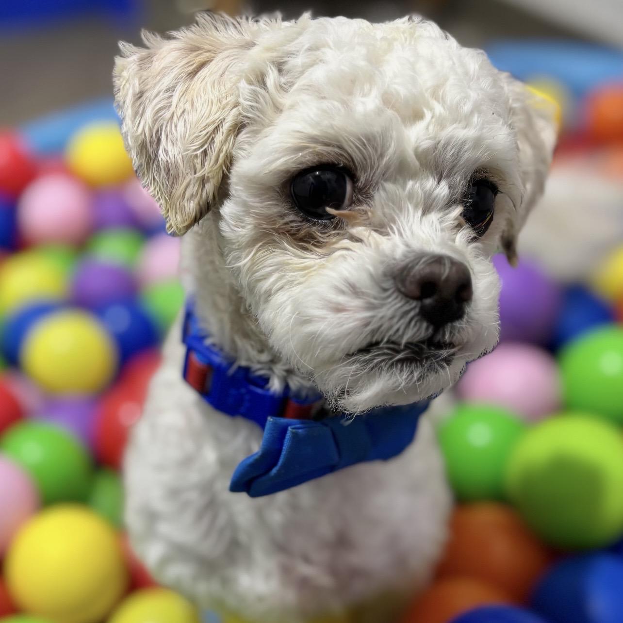 Enlarge Atlas, an adopted mixed breed in Edgewood, MD image 3/6