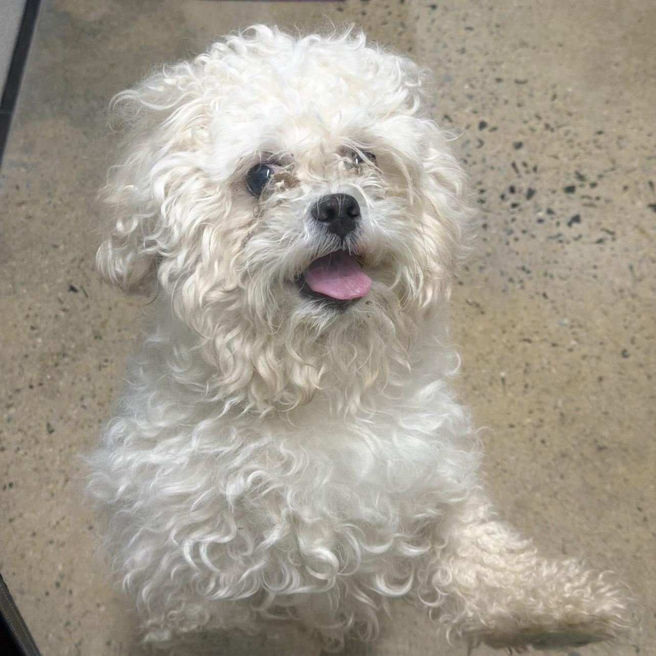 Enlarge Atlas, an adopted mixed breed in Edgewood, MD image 4/6