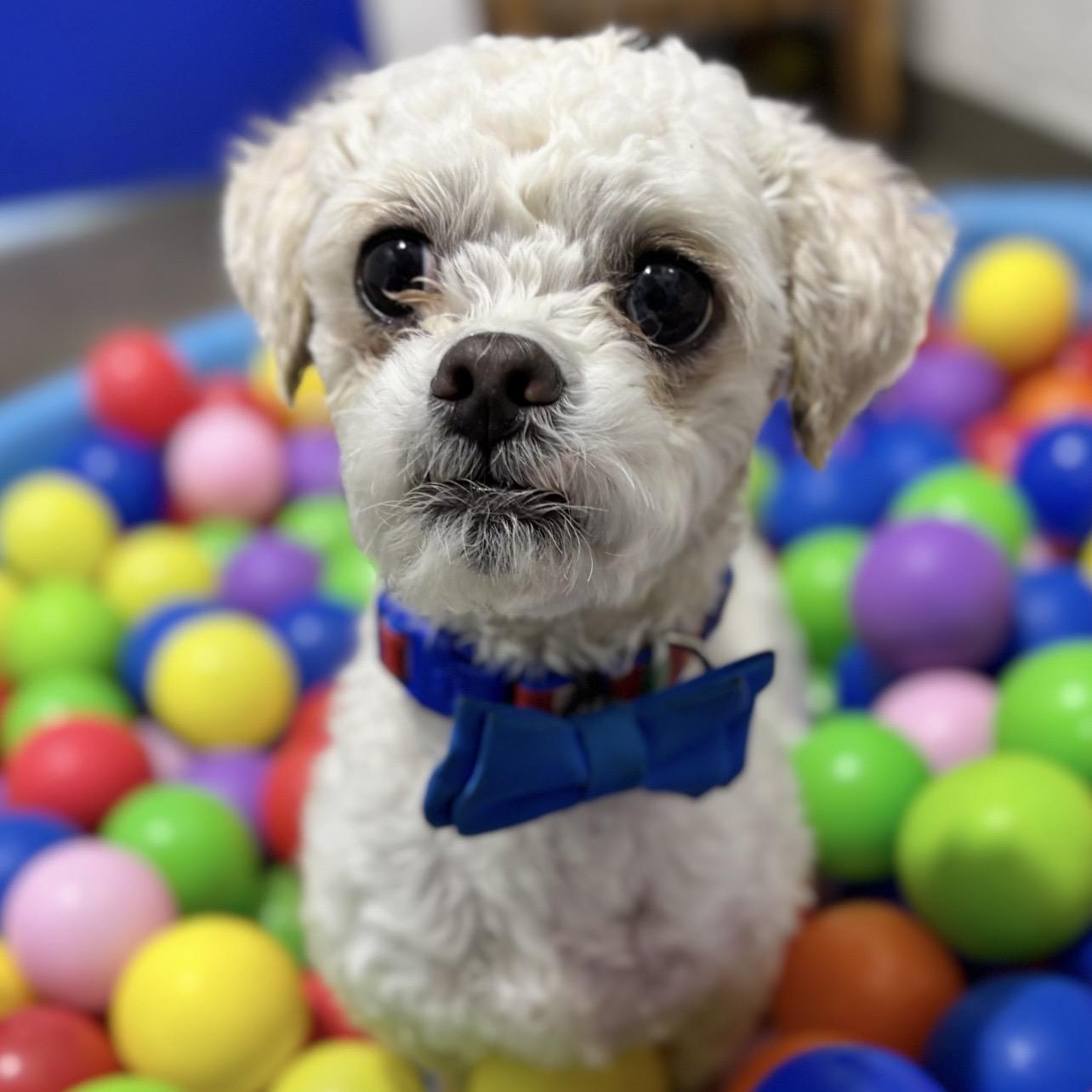 Atlas, adopted, Adult Male Maltese & Miniature Poodle.