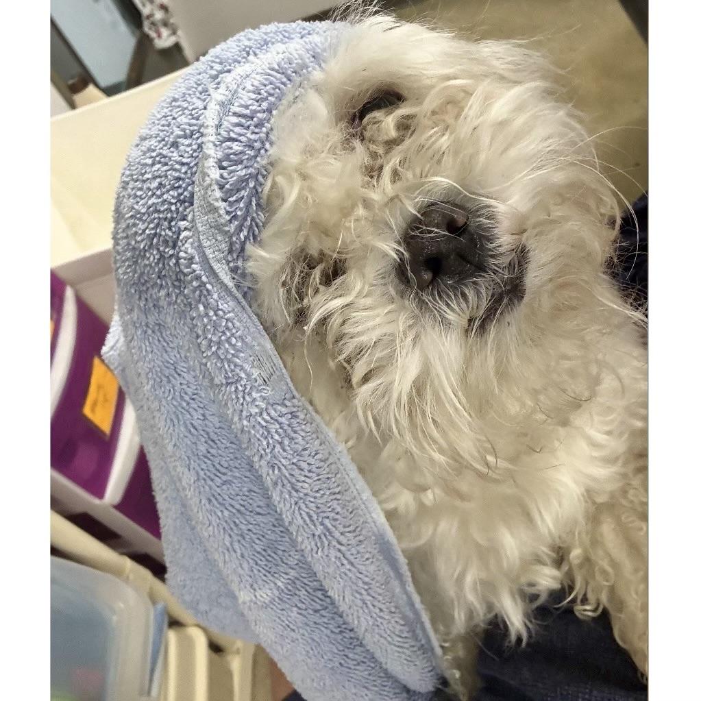 Enlarge Atlas, an adopted mixed breed in Edgewood, MD image 5/6