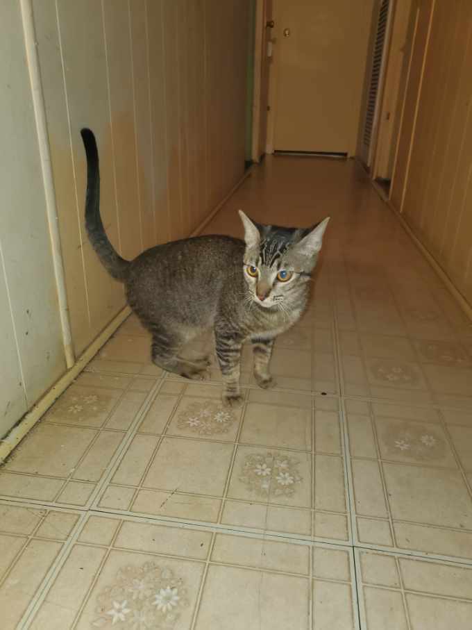 Oreo Ice Cream, a Adoptable Tabby in Tustin, CA image 1/6