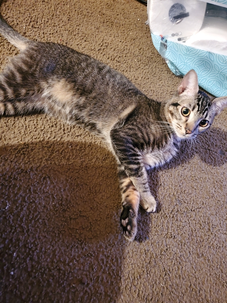 Oreo Ice Cream, a Adoptable Tabby in Tustin, CA image 2/6