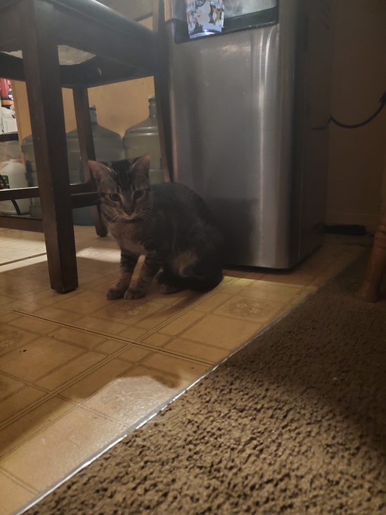 Oreo Ice Cream, a Adoptable Tabby in Tustin, CA image 3/6