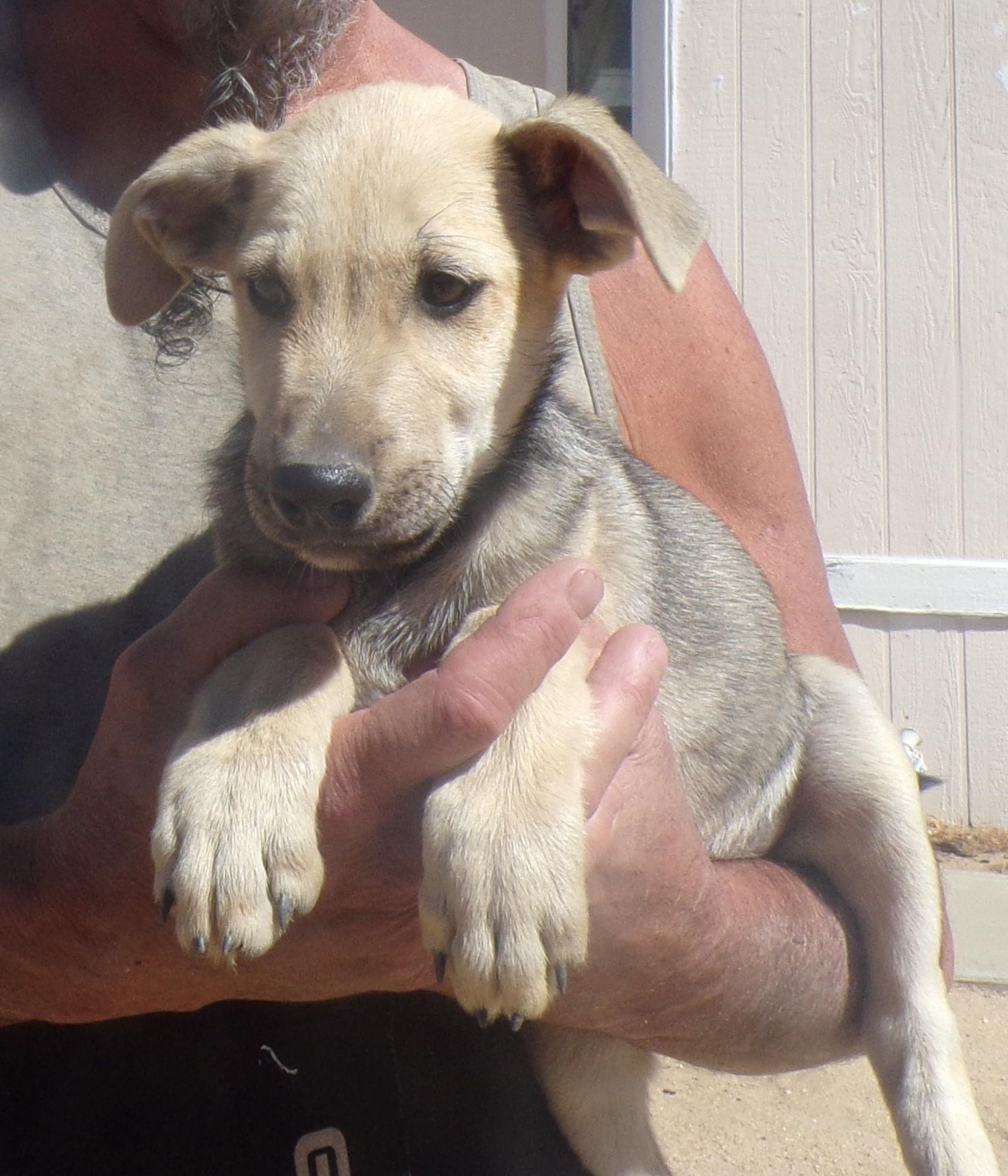 Enlarge HENRY, a Adoptable mixed breed in Corona, CA image 2/3