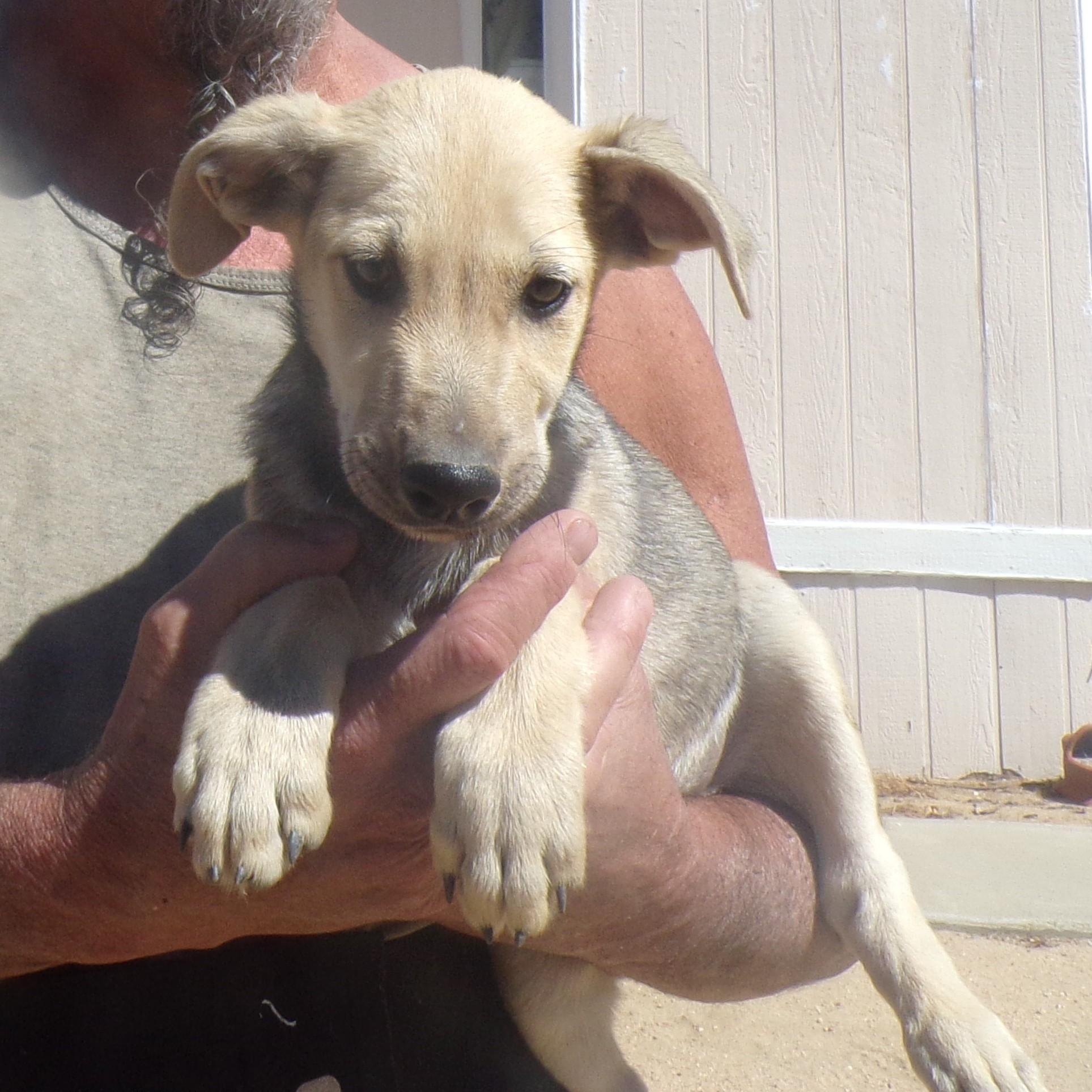 Enlarge HENRY, a Adoptable mixed breed in Corona, CA image 1/3