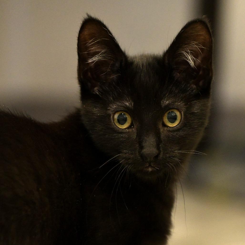 Mukluk, a Adoptable Domestic Short Hair in Chilliwack, BC image 1/3