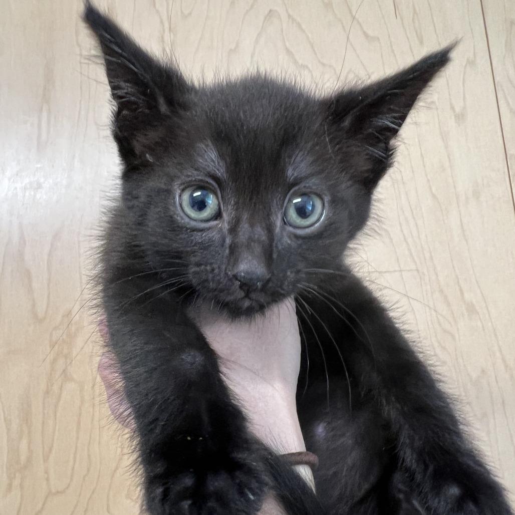 Mukluk, a Adoptable Domestic Short Hair in Chilliwack, BC image 2/3