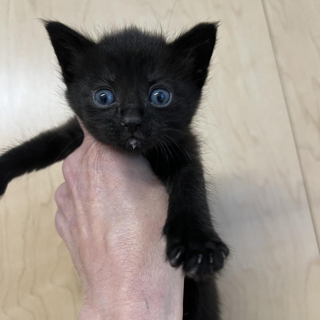 Mukluk, a Adoptable Domestic Short Hair in Chilliwack, BC image 3/3