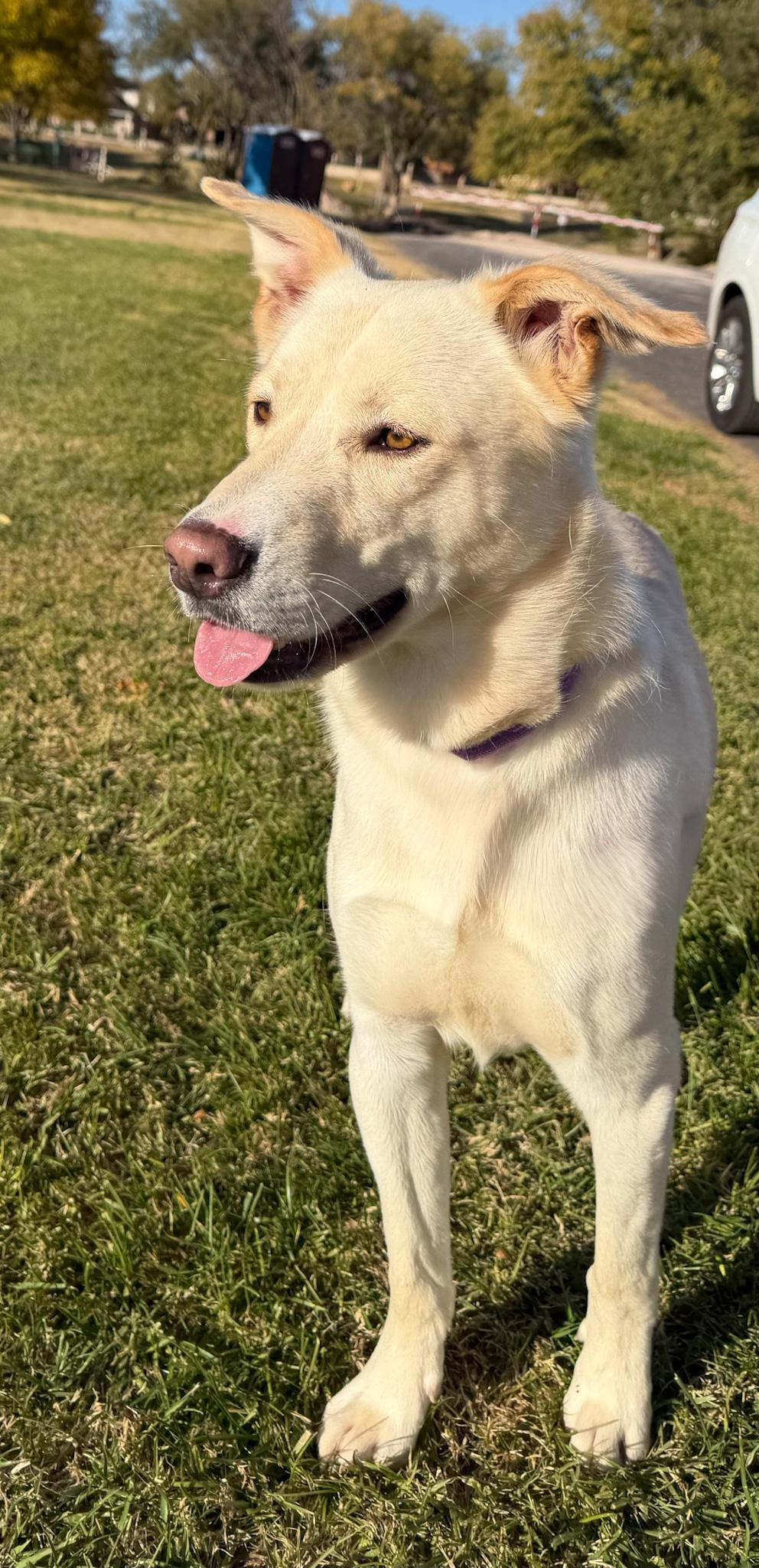 Rucker, an adopted mixed breed in Oklahoma City, OK image 2/5