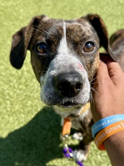 Enlarge Taco TJ, a Adoptable mixed breed in Wichita, KS image 2/3